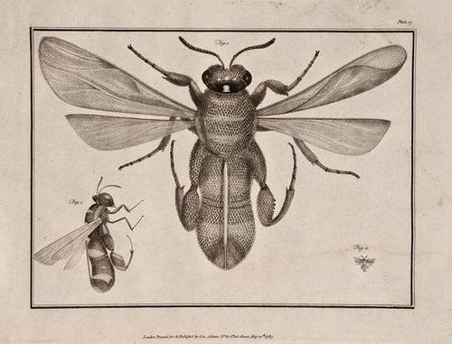 Adams (George) Essays on the Microscope; 1787: Adams (George) Essays on the Microscope;2 vol., first edition, half-title, aquatint frontispiece, 36 engraved plates on 32 sheets, 1 margin repaired, most plates water-stained, modern half cal