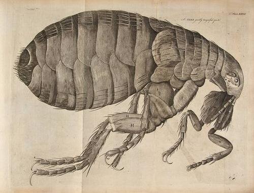 Hooke Microscopic Observations 1780: Hooke (Robert) Microscopic Observations; or, Dr.Hooke's Wonderful Discoveries by the Microscope, 33 engraved plates, a few folding, title repaired at corners, text ff. browned, some offsetting