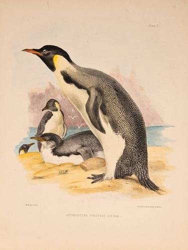 Gray (R.G.) and R. Bowdler Sharpe. The Zoology of: Gray (R.G.) and R. Bowdler Sharpe. The Zoology of the Voyage of HMS Erebus & Terror under the Command of Captain Sir James Clark Ross...1839-1843, title-page, text and 37 hand-coloured lit