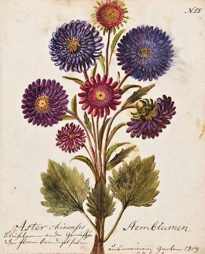 German School. 9 botanical watercolours: German School. a group of 9 original botanical watercolours,including Aster, Aloe, Scabiosa and others, watercolours, gouache, pen and ink, each c.255 x 205mm., all extensively inscribed in a