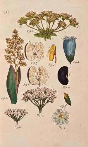 Miller, John An Illustration of the Sexual system: Miller, John An Illustration of the Sexual system, of Linnaeusfrontispiece, engraved titles and 190 hand coloured engravings, contemporary half calf over marbled boards, rebacked, gilt and bli