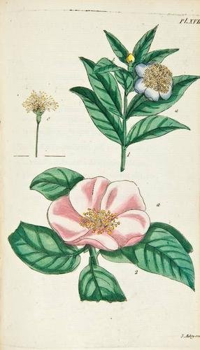 Rousseau Plantes Coloriées, 1789: Rousseau (Jean Jacques) Recueil de Plantes Coloriées, pour servir à l'intelligence des Lettres Élémentaires sur la Botanique,44 hand-coloured engraved plates by Jean Aubry, most trimmed at out