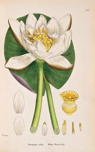 Sowerby (James) and others. English Botany: Sowerby (James) and others. English Botany,vol. 1-11 only (of 13), third edition, over 1500 hand-coloured engraved plates, some double-page, occasional foxing or marginal browning, hinges weak