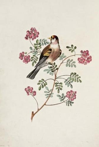 Brookshaw (George) Groups of Flowers 1819: Brookshaw (George) Groups of Flowers [Groups of Fruit... Six Birds]3 parts in 1, all second editions, half-titles, 6 stipple-engraved plates to each work, each plate in 2 states (one plain, t