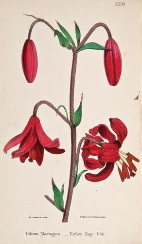 Hogg Wild Flowers of Great Britain: Hogg (Robert) The Wild Flowers of Great Britain,11 vol., 924 hand-coloured lithographed plates, tissue guards, occasional spotting, contemporary half morocco, spines slightly faded, rubbed, 8v