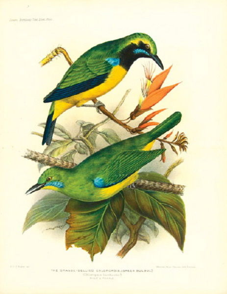5 parts in 1, extracts from the Journal of the B: Baker (Edward Charles Stuart) The Bulbuls of North Cachar, 5 parts in 1, extracts from the Journal of the Bombay Natural History Society, presentation copy signed by the author on front free