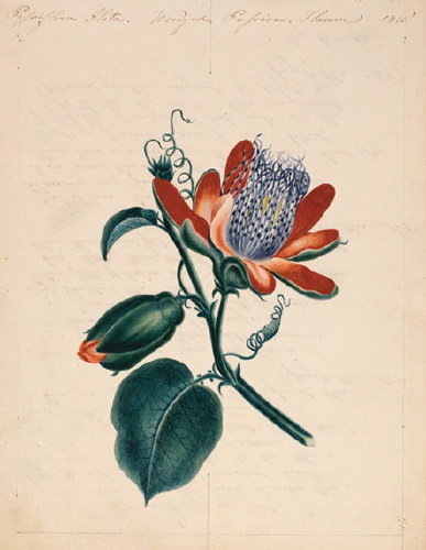 Botanical.- by a variety of hands, many very skil