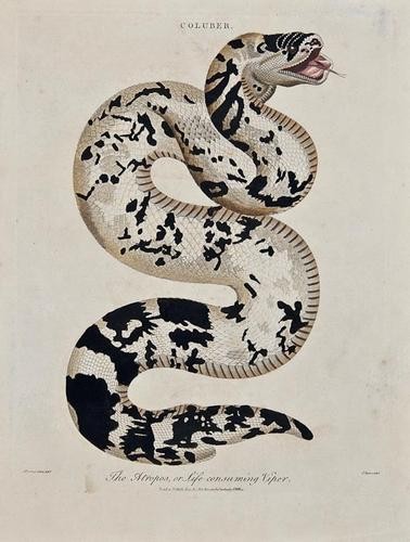 Reptiles: Reptiles,snakes, lizards, crocodiles and others, also a few of bats, engravings and lithographs, many with original hand-colouring, v.s., 170 x 100mm. to 260 x 370mm., a few trimmed and mount