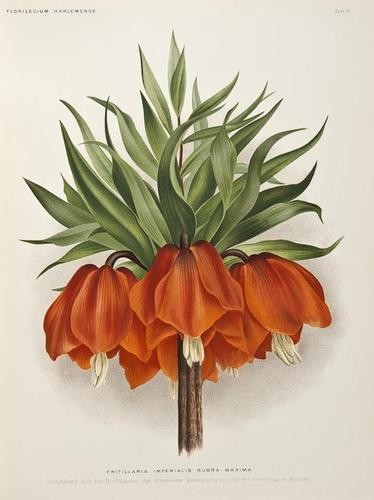 Hardy Bulbous Plants: Florilegium Harlemense: Hardy Bulbous Plants: Florilegium Harlemense,translated by Edward Step, 60 chromolithographed plates by A.Goossens, some light spotting, mostly to tissue guards, original half pigskin, t.e.g.