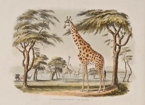 Harris (Moses) An Exposition of English Insects: Harris (Moses) An Exposition of English Insects,second edition, engraved title, key plate and 50 hand-coloured plates, text in English and French printed in double-column, lacking engraved fro