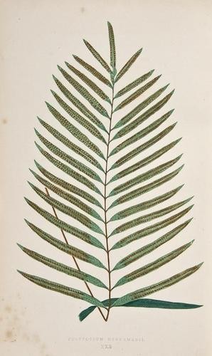 Lowe (Edward Joseph) Ferns: British and Exotic: Lowe (Edward Joseph) Ferns: British and Exotic,8 vol., first edition, 479 wood-engraved plates printed in colours by Benjamin Fawcett after A.F.Lydon, tissue guards, errata leaf or slip at end