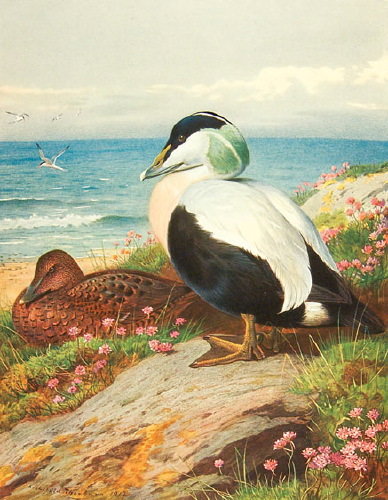 Millais (John Guille) British Diving Ducks,