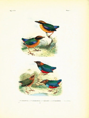 Schlegel (Hermann) De Vogels van Nederlandsch Ind