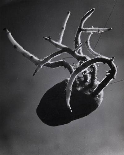 Brassaï (Gyula Halász, 1899-1984) Pomme de Terre G: Brassaï (Gyula Halász, 1899-1984) Pomme de Terre Germee, (Magique Circonstancielle), 1931Vintage ferrotyped gelatin sliver print, photographer's stamp and inscription 'Fleur 2' in artist's ha