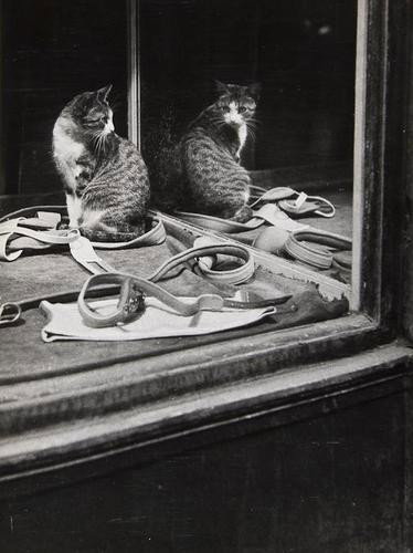 Brassaï (Gyula Halász, 1899-1984) Untitled, (City: Brassaï (Gyula Halász, 1899-1984) Untitled, (City Cats), ca.1938Unique vintage ferrotyped gelatin silver print, annotated in artist's hand in blue ink 'Negatif perdu unique épreuve.'with pho