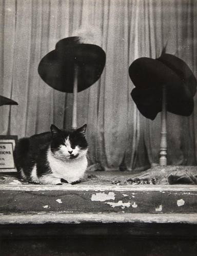 Brassaï (Gyula Halász, 1899-1984) Untitled, (City: Brassaï (Gyula Halász, 1899-1984) Untitled, (City Cats), ca.1938Vintage ferrotyped gelatin silver print, annotated in blue ink in unknown hand with photographer's stamp verso, 23.5 x 18 cm (9