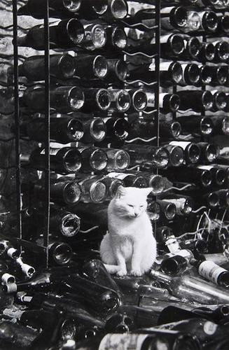 Brassaï (Gyula Halász, 1899-1984) Untitled, (City: Brassaï (Gyula Halász, 1899-1984) Untitled, (City Cats), ca.1938Ferrotyped gelatin silver print, printed ca. 1960, annotated in blue ink in unknown hand with photographer's stamp verso, 22.7 x