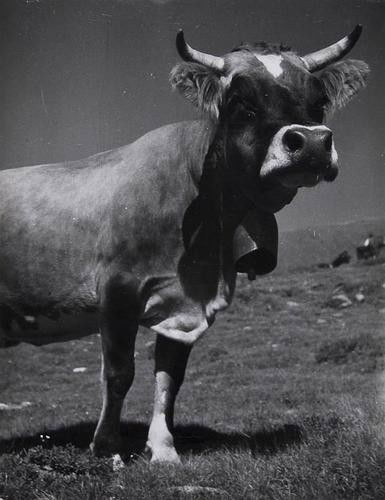 Brassaï (Gyula Halász, 1899-1984) La Vache, ca.193: Brassaï (Gyula Halász, 1899-1984) La Vache, ca.1935Ferrotyped gelatin silver print, printed ca. 1960s annotated in blue ink in unknown hand with photographer's stamp verso, 29.7 x 23 cm (11 5/