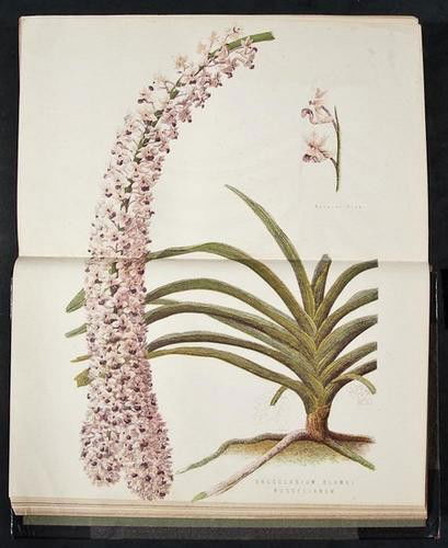 (James, editor) The New Practical Gardener, 27 chr: Anderson (James, editor) The New Practical Gardener, 27 chromolithgraphed or hand-coloured horticultural & botanical plates, including 5 double-page, plain illustrations and plans, some do