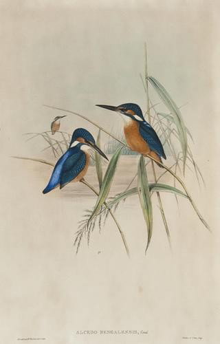 John Gould and H.C. Richter Indian Kingfisher; Chi: John Gould and H.C. Richter Indian Kingfisher; Chinese Spotted Woodpecker; Masked Wagtail 3 plates from the Birds of Asia, original hand-coloured lithographs, 1850-83, each c.535 x 365mm (3)