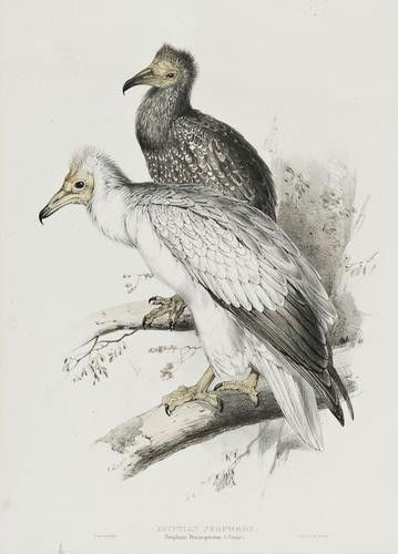 Edward Lear Egyptian Vulture: Edward Lear Egyptian Vulture,with Puffin, by John and Elizabeth Gould, 2 original hand-coloured lithographs for Gould's Birds of Europe, 1832-37, each c.480 x 350mm. (18 3/4 x 13 3/4 in) (2).