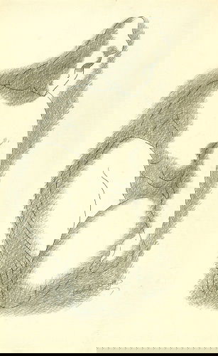 Alexander Archipenko (1887-1964) gray figure: Alexander Archipenko (1887-1964) gray figure signedpen & ink and pencil on paper58 by 36cm., 22= by 14¼in. ***Provenance:Galerie Artcurial, Paris.