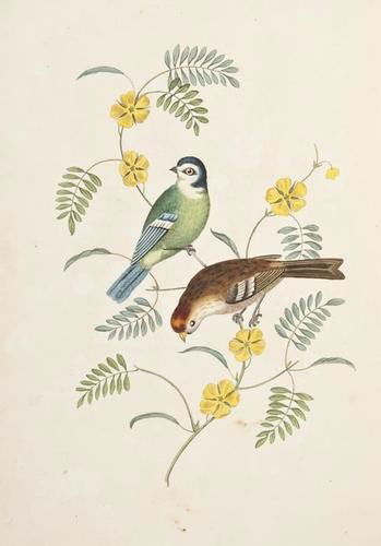 Brookshaw (George) Groups of Flowers [Groups of Fr: Brookshaw (George) Groups of Flowers [Groups of Fruit... Six Birds],3 parts in 1, all second editions, half-titles, 6 stipple-engraved plates to each work, each plate in 2 states (one hand-col