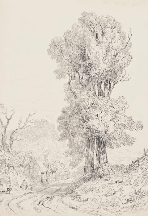 Joseph Murray Ince (1806-1859) A set of 4 studies: Joseph Murray Ince (1806-1859) A set of 4 studies of trees,Ash, Elm, Weeping Birch and Yew Tree, pencil drawings, each signed, titled and dated 1841 below, each 27.5 x 19cm (10 3/4 x 7 1/2 in)