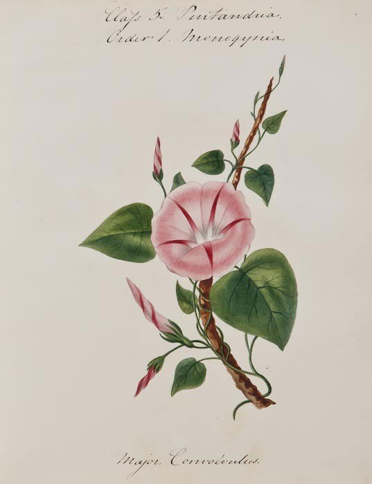 Edward Lear (1812-1888) An album of early drawings: Edward Lear (1812-1888) An album of early drawings and watercolours,mostly botanical and natural history subjects, a few topographical views and figure studies, on rectos only of 62 leaves of