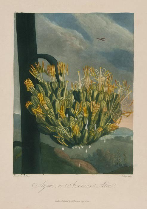 (Dr. Robert) Group of 4 plates for The Temple of F: Thornton (Dr. Robert) Group of 4 plates for The Temple of Flora, 4to edition, comprising Agave, or American Aloe; The Blue Egyptian Water Lily; The Blue Passion Flower; The Persian Cyclamen, a