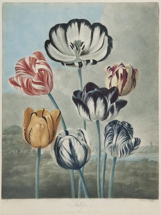 Dr. Robert John Thornton (publisher) Tulips: Dr. Robert John Thornton (publisher) Tulips,mezzotint, printed in colours and finished by hand, by Richard Earlom, after Philip Reinagle, 1798, 480 x 355mm (18 3/4 x 13 3/4 in).