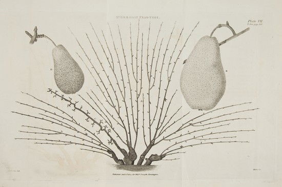 Forsyth (William) A Treatise on the Culture and Ma: Forsyth (William) A Treatise on the Culture and Management of Fruit-Trees,first edition, 13 folding engraved plates, some light soiling, staining to upper margin of Index at end, modern half c