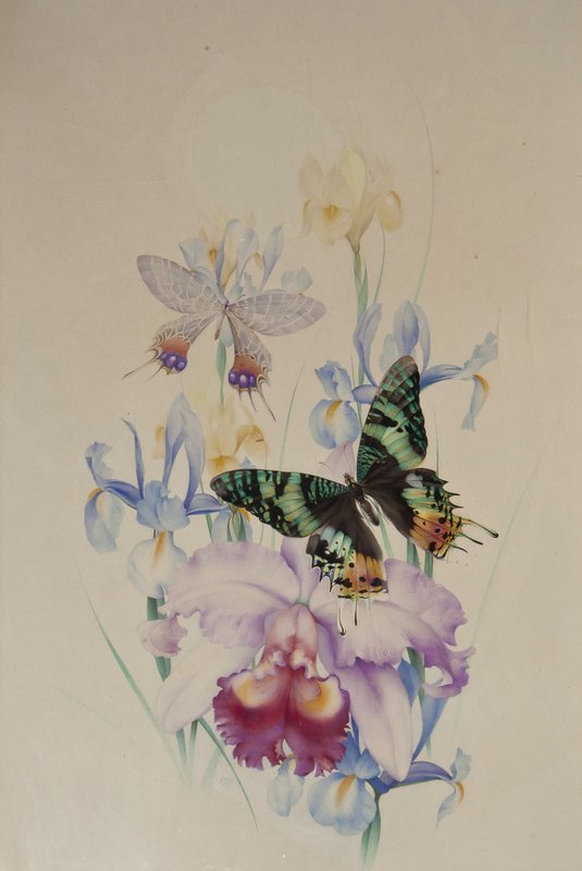 Detmold (Edward Julius) Butterflies and Irises: Detmold (Edward Julius) Butterflies and Irises,watercolour over pencil, 650 x 420mm., signed with monogram and dated, lower left, framed and glazed, 1931.