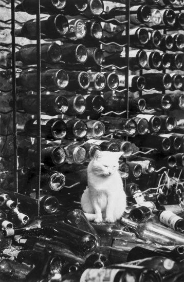 Brassaï (Gyula Halász, 1899-1984) Untitled, (City: Brassaï (Gyula Halász, 1899-1984) Untitled, (City Cats), ca.1938Ferrotyped gelatin silver print, printed ca. 1960, annotated in blue ink in unknown hand with photographer's stamp verso, 22.7