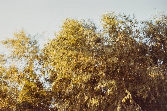 William Eggleston (b.1939) Untitled, ca. 1978: William Eggleston (b.1939) Untitled, ca. 1978Chromogenic print on Kodak paper, signed in blue ink and numbered 26 in pencil in unknown hand verso, 25.7 x 38cm (10 1/8 x 15in)