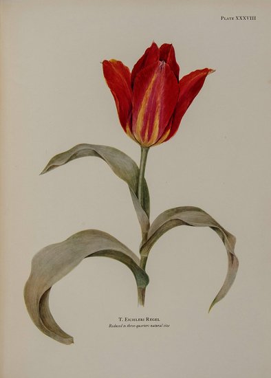 Dykes (William Rickatson) Notes on Tulip Species May 09, 2013