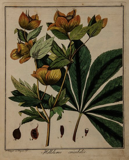 Hayne (Friedrich Gottlob) Getreue Darstellung und: Hayne (Friedrich Gottlob) Getreue Darstellung und Beschreibung der in der Arzneykunde Gebräuchlichen Gewächse...,vol.1 only (of 14), 48 hand-coloured engraved plates, a little spotted and soil