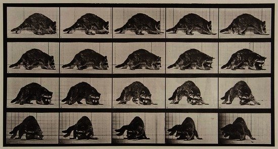 Eadweard Muybridge (1830-1904) Raccoon, Plate 745: Eadweard Muybridge (1830-1904) Raccoon, Plate 745, 1887Collotype from Animal Locomotion, with printed credit, title, number and copyright on full sheet recto, 20 x 38cm (7 7/8 x 15in)