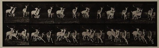 Eadweard Muybridge (1830-1904) Fallow Deer; Buck a: Eadweard Muybridge (1830-1904) Fallow Deer; Buck and group of Does; Galloping, Plate 688, 1887Collotype from Animal Locomotion, with printed credit, title, plate number and copyright on full s