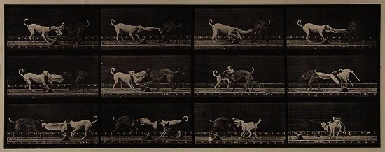 Eadweard Muybridge (1830-1904) Dogs; three, Tuggin: Eadweard Muybridge (1830-1904) Dogs; three, Tugging and Towel, Plate 715, 1887Collotype from Animal Locomotion, with printed credit, title, plate number and copyright on full sheet, Image 16.