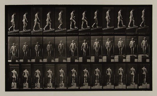 Eadweard Muybridge (1830-1904) Animal Locomotion,: Eadweard Muybridge (1830-1904) Animal Locomotion, An Electro-Photographic Investigation of Consecutive Phases of Animal Movements,1887 A group of 15 collotypes, each with printed credit, titl