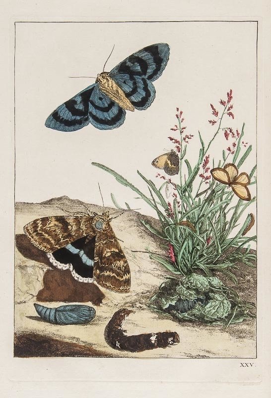 L'Admiral (Jacob) Naauwkeurige Waarneemingen omtre: L'Admiral (Jacob) Naauwkeurige Waarneemingen omtrent de Veranderingen van veele Insekten of gekorvene Diertjes...,second (enlarged) edition, hand-coloured engraved title-vignette and 33 hand-c