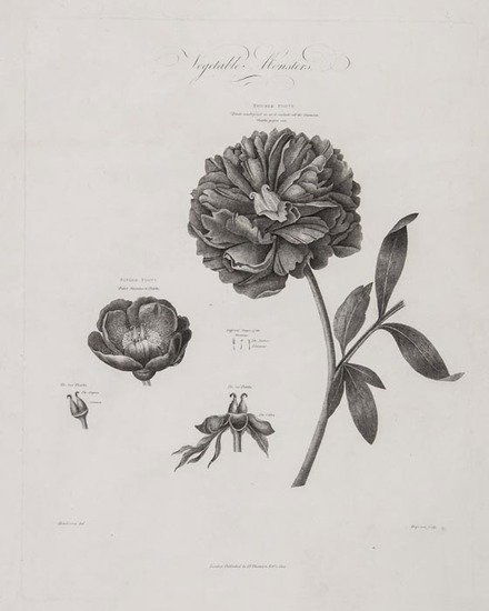 Thornton (Dr. Robert John) [New Illustration of th: Thornton (Dr. Robert John) [New Illustration of the Sexual System of...Linnaeus, Comprehending...The Temple of Flora...],a group of 18 portraits, including Rousseau, and 66 uncoloured botanica