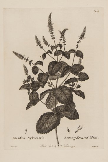Sole (William) Menthae Britannicae:: Sole (William) Menthae Britannicae:bein a New Botanical Arrangement of all the British Mints..., first edition, half-title, 24 engraved plates by W.Hibbert after Thomas Robins and others, with