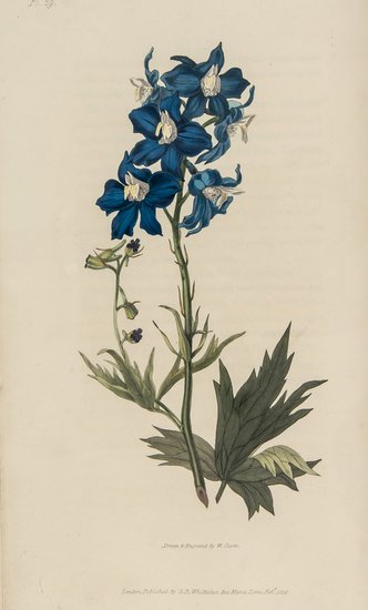 Morris (Richard) Flora Conspicua;: Morris (Richard) Flora Conspicua;a selection of the most ornamental flowering, hardy, exotic and indigenous trees, shrubs, and herbaceous plants, second edition, 60 hand-coloured engraved plat