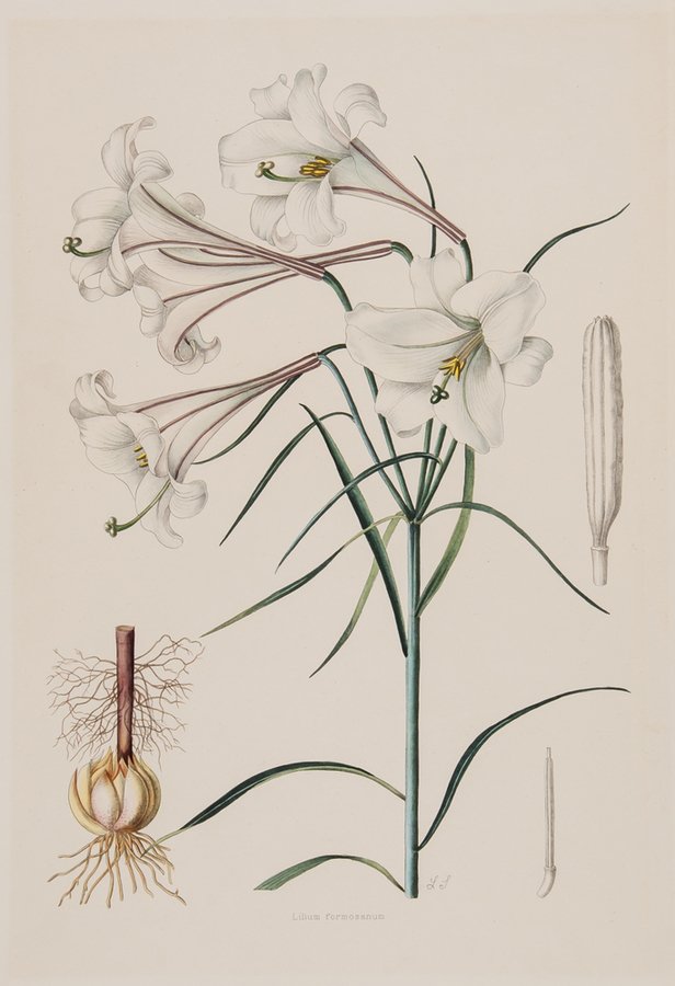 Lilian Snelling (1879-1972) Lilium formosanum: Lilian Snelling (1879-1972) Lilium formosanum,the Formosan lily for the first supplement to Henry John Elwes's A monograph of the Genus Lilium, original hand-coloured lithograph, 1933-40, A. G