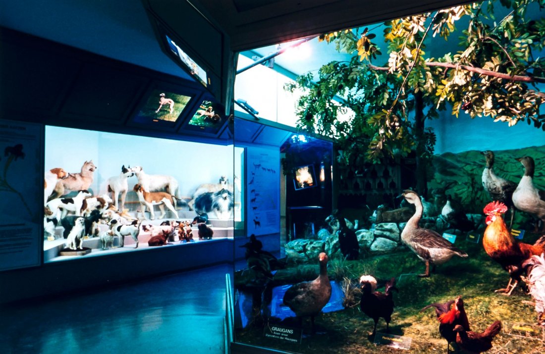 Candida Höfer (b.1944) Haus der Natur Salzburg, 19: Candida Höfer (b.1944) Haus der Natur Salzburg, 1996cibachrome print signed, titled, dated and numbered from the edition of 12 on the reverse 9 1/2 x 14 1/8 in., 24 x 36 cm