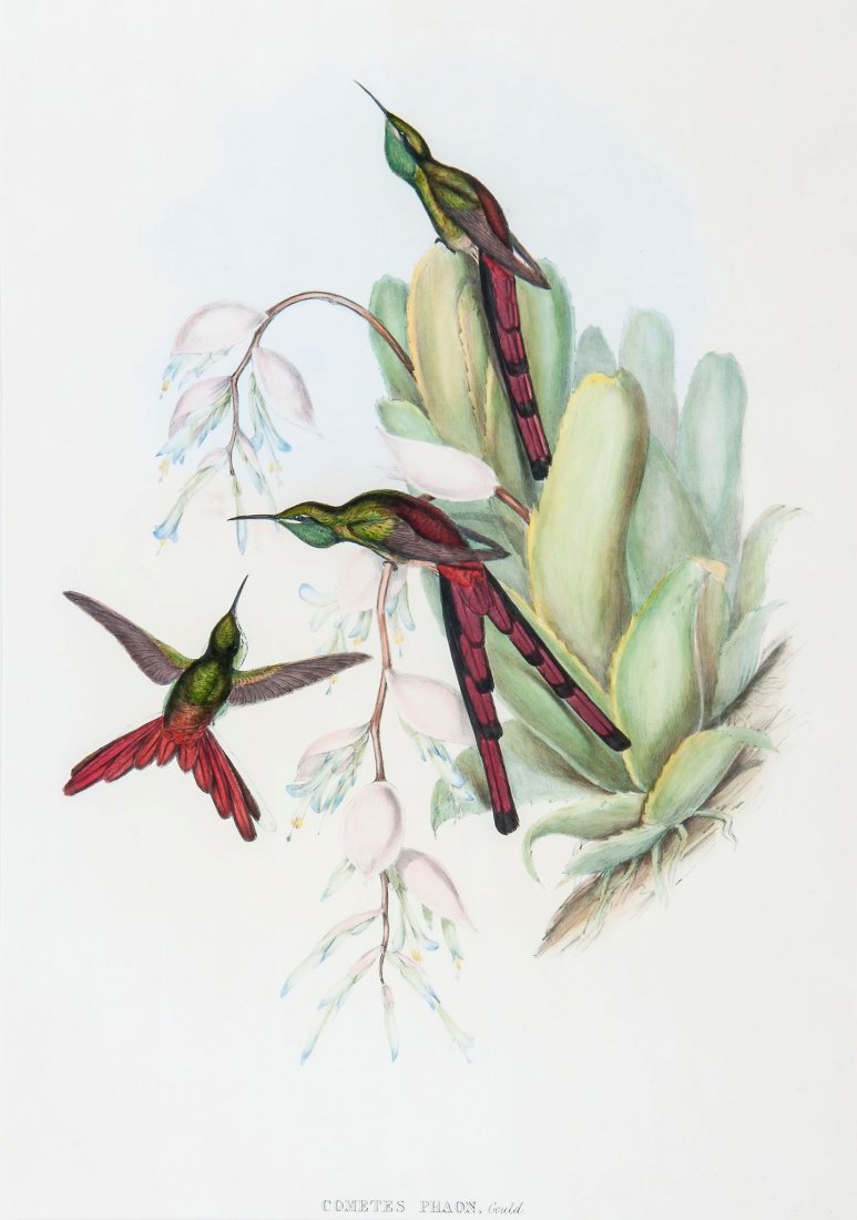 John Gould (1804-1881) - Cometes Phaon,: lithograph with hand-colouring, c.1850-73, 495 x 350mm. (19 1/2 x 13 3/4 in); with an original watercolour of a pair of two small Chinese game birds, 26 x 37cm (10 1/4 x 14 1/2 in), and a facsimile pr