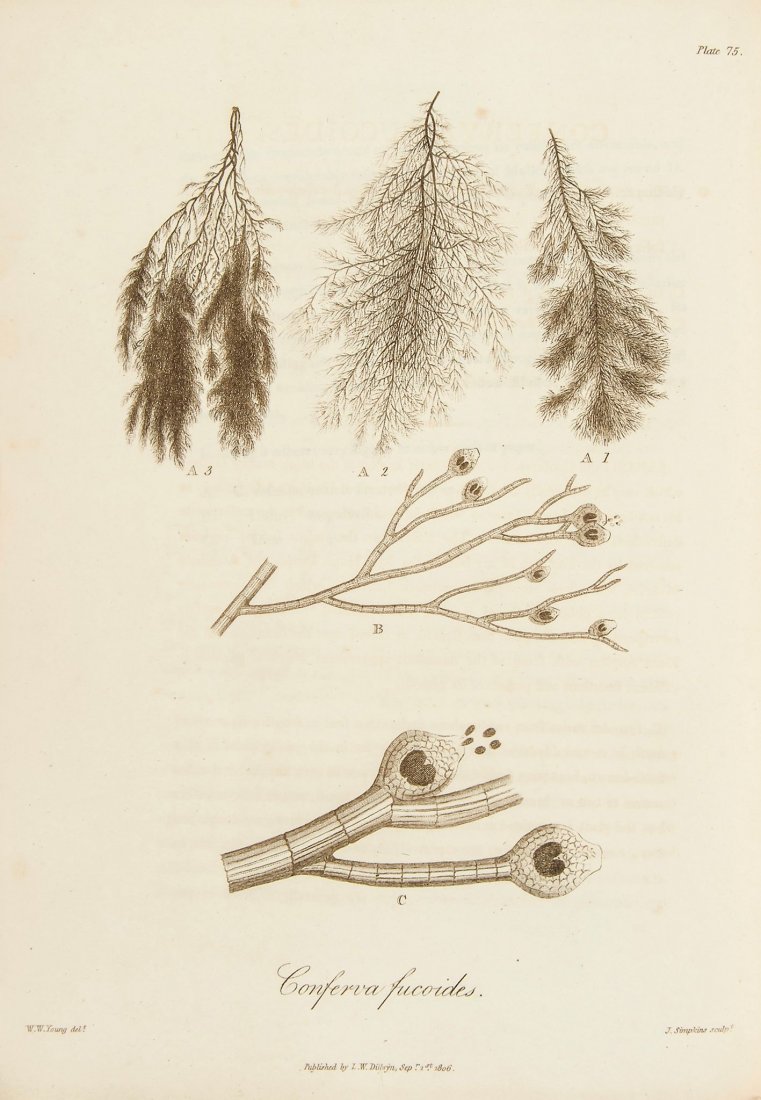 Dillwyn (Lewis Weston) - British Confervae; or Colored: 116 engraved plates, printed in colour and some finished by hand, occasional spotting and light offsetting throughout, short repaired tear to K2, modern half morocco, gilt, new endpapers, [Nissen BBI 