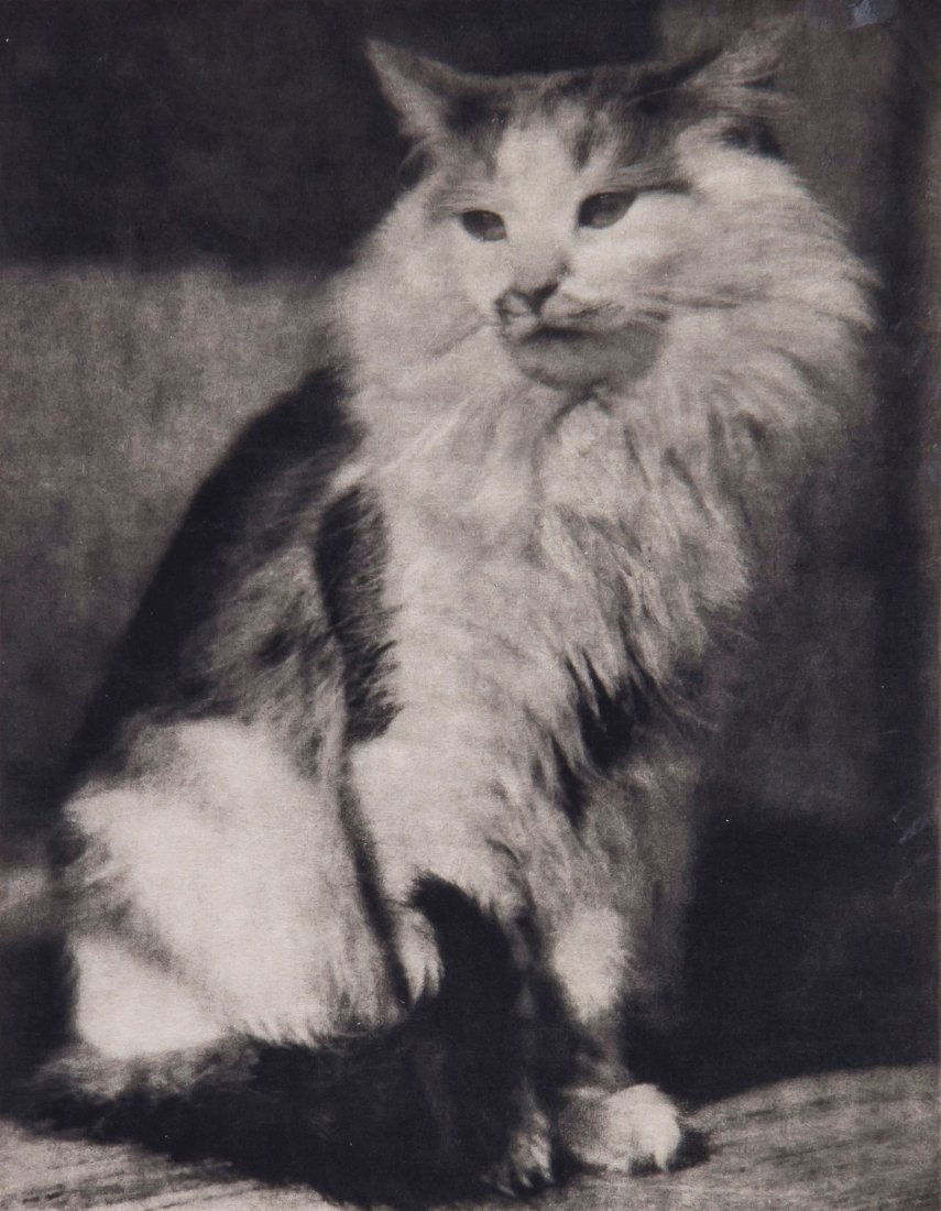Frank Eugene (1865 - 1936) - The Cat, 1916: Photogravure on tissue-thin Japan paper, 22.2 x 17.3cm (8.7 x 6.8in) Literature: Camera work 48, 1916